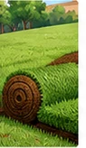 Sod Installation & Lawn Repair illustration
